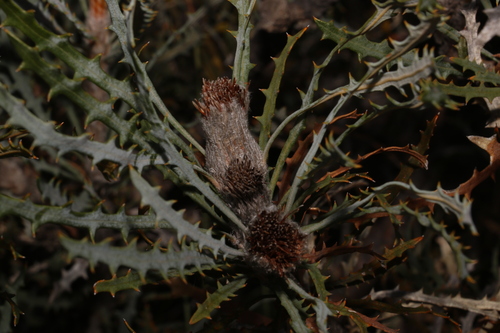 Image of Banksia vestita by (c) Greg Tasney, some rights reserved (CC BY-SA)
