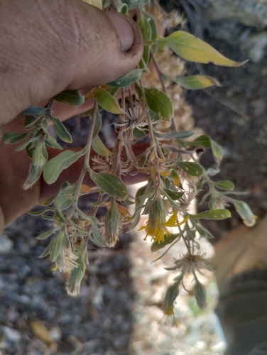 Image of Heterotheca hartmanii by no rights reserved