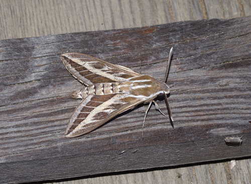 Striped Hawkmoth