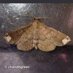 Adrapsa quadrilinealis