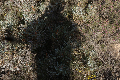 Image of Banksia vestita by (c) Greg Tasney, some rights reserved (CC BY-SA)