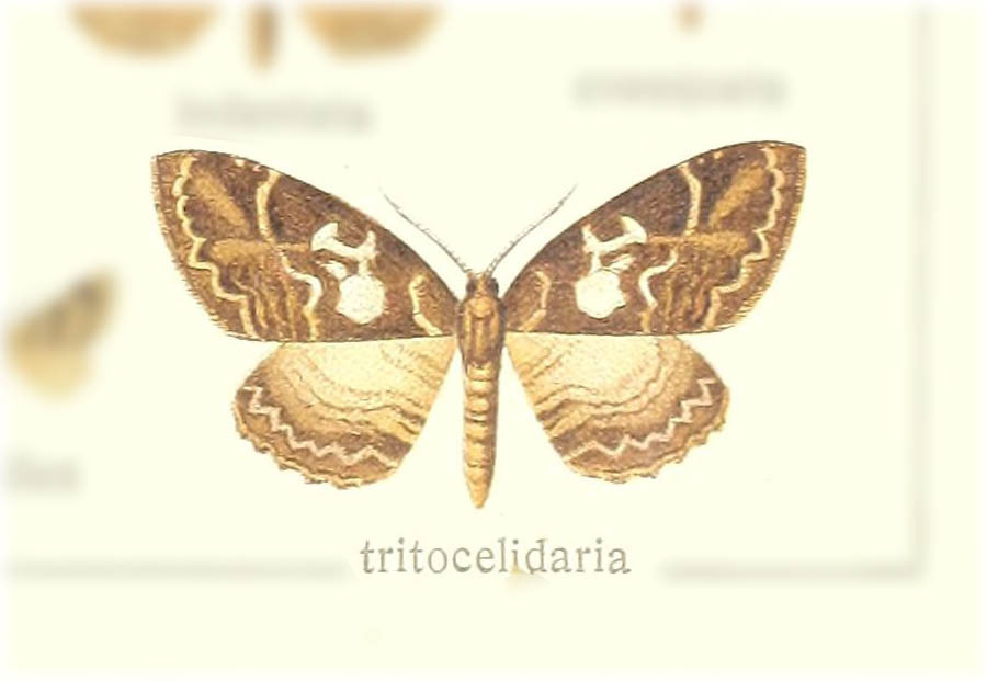 Triphosa tritocelidata