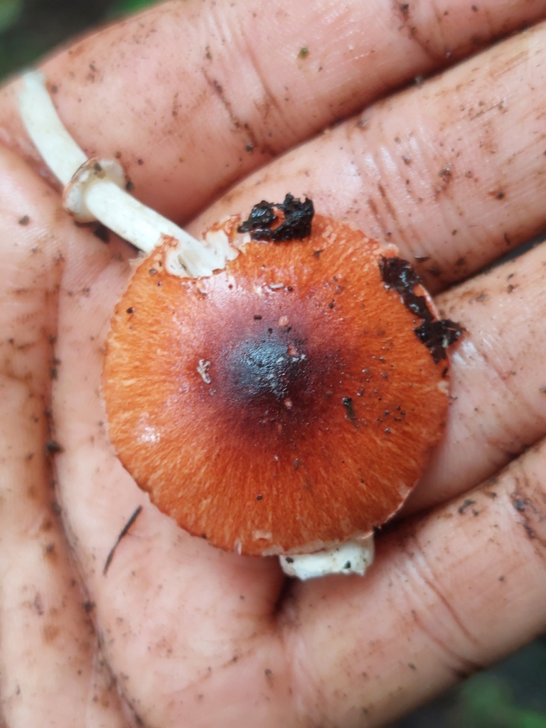 Leucoagaricus rubrotinctus · October 2023 · photo: © danielmesa1 (iNaturalist, cc-by)