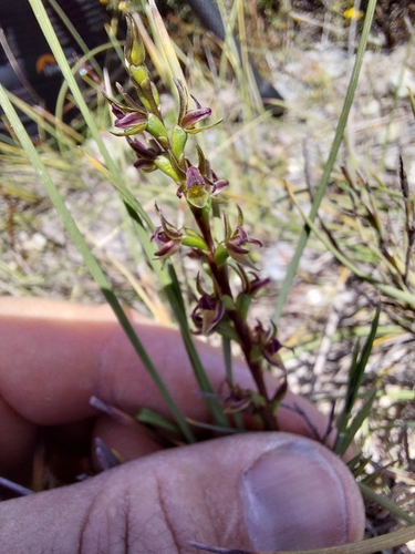 Image of Prasophyllum favonium by (c) Brendan Costello, some rights reserved (CC BY)