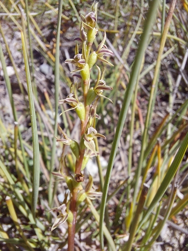 Western leek orchid (Prasophyllum favonium)