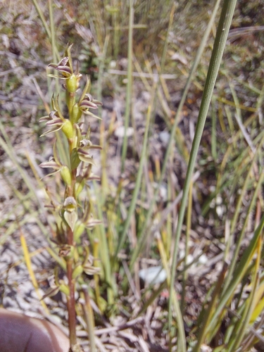 Image of Prasophyllum favonium by (c) Brendan Costello, some rights reserved (CC BY)