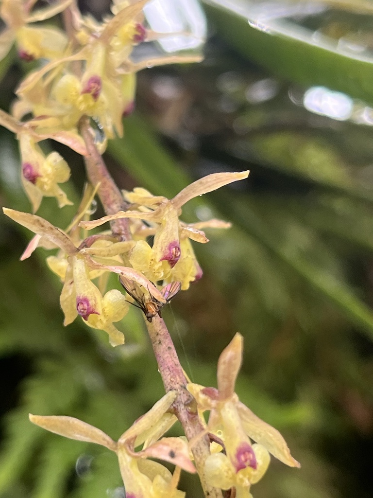 Epidendrum moritzii