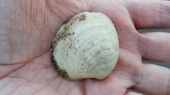 Eucallista purpurata