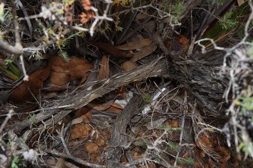 Image of Melaleuca jonesii by (c) Thomas Mesaglio, some rights reserved (CC BY)