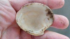 Eucallista purpurata
