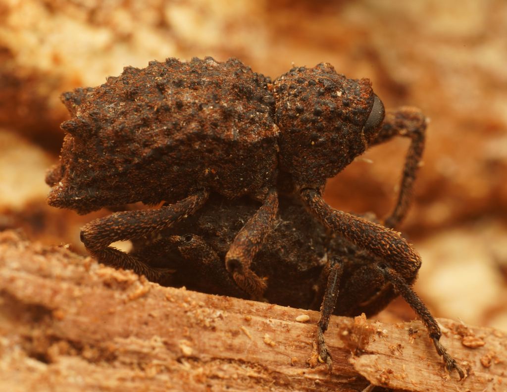 Poropterus succisus