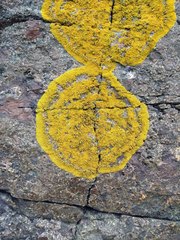 Polycauliona verruculifera