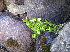 Cochlearia officinalis