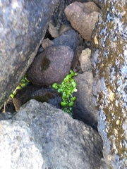Cochlearia officinalis