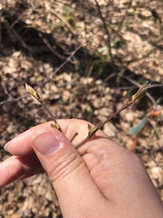 Viburnum acerifolium