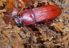 Zolodinus zelandicus
