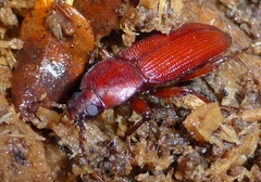Zolodinus zelandicus