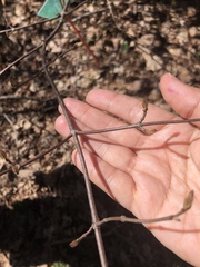 Viburnum acerifolium