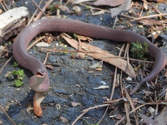 Virginia valeriae elegans