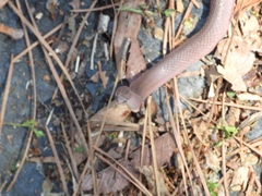 Virginia valeriae elegans