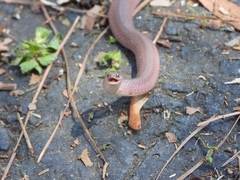 Virginia valeriae elegans