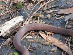 Virginia valeriae elegans