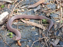 Virginia valeriae elegans