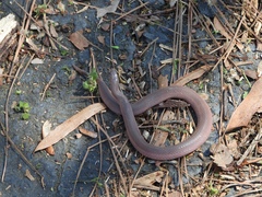 Virginia valeriae elegans