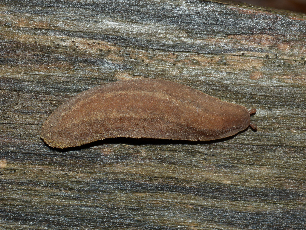 Phyllocaulis renschi
