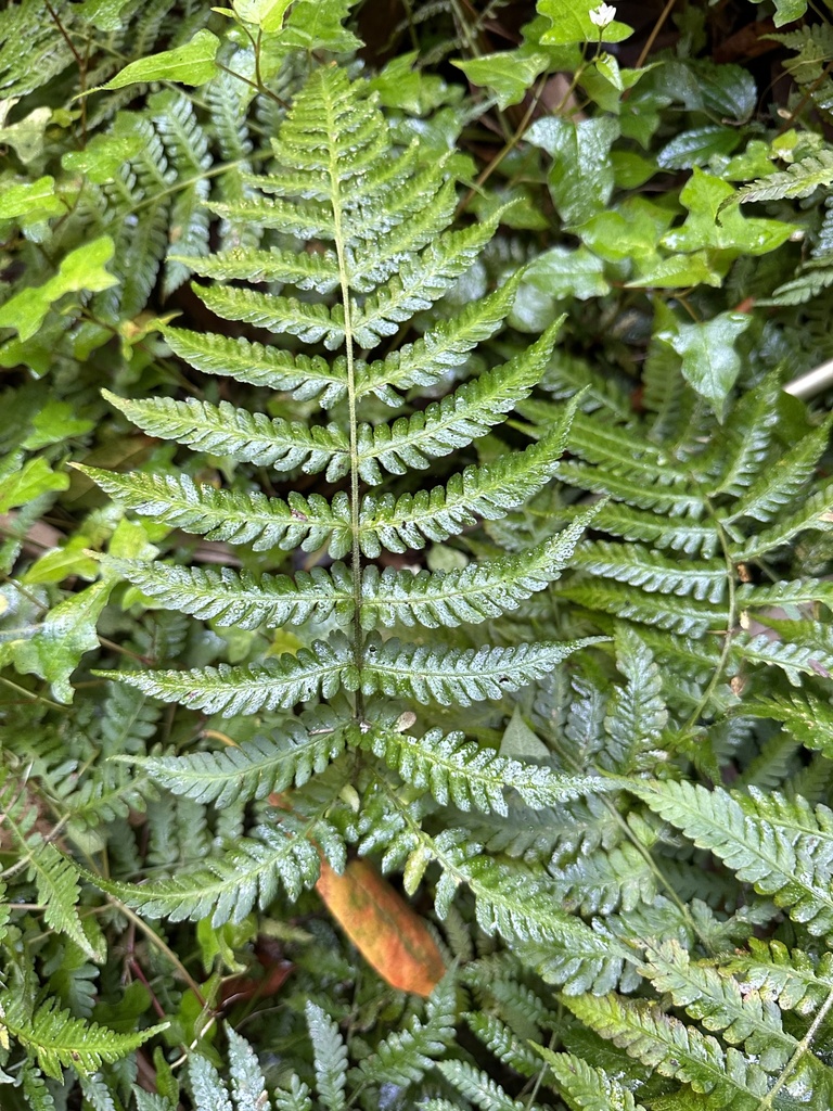 Deparia deflexa