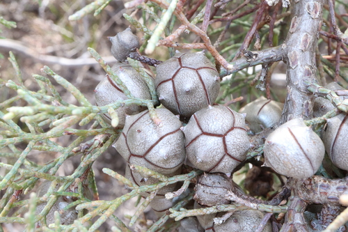 Image of Callitris roei by (c) Thomas Mesaglio, some rights reserved (CC BY)