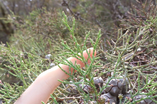 Image of Callitris roei by (c) Thomas Mesaglio, some rights reserved (CC BY)