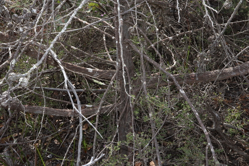 Image of Callitris roei by (c) Thomas Mesaglio, some rights reserved (CC BY)