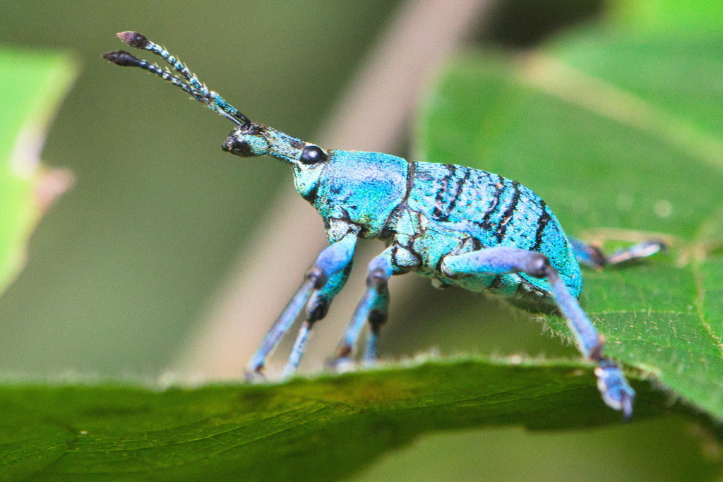 Eupholus geoffroyi
