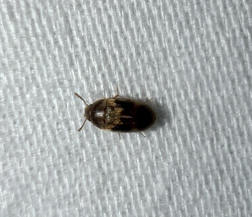 Stored Grain Fungus Beetle photo 3