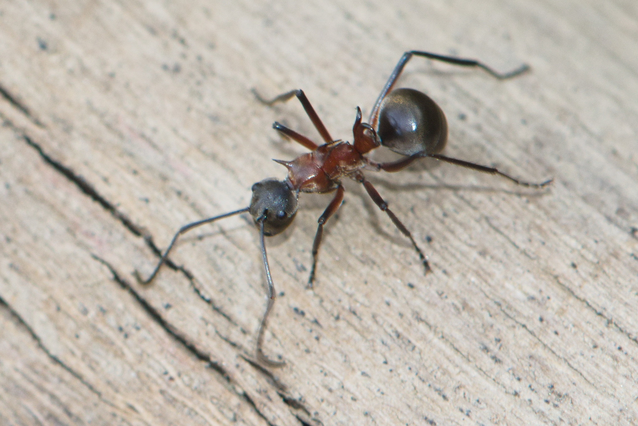 Polyrhachis bellicosa