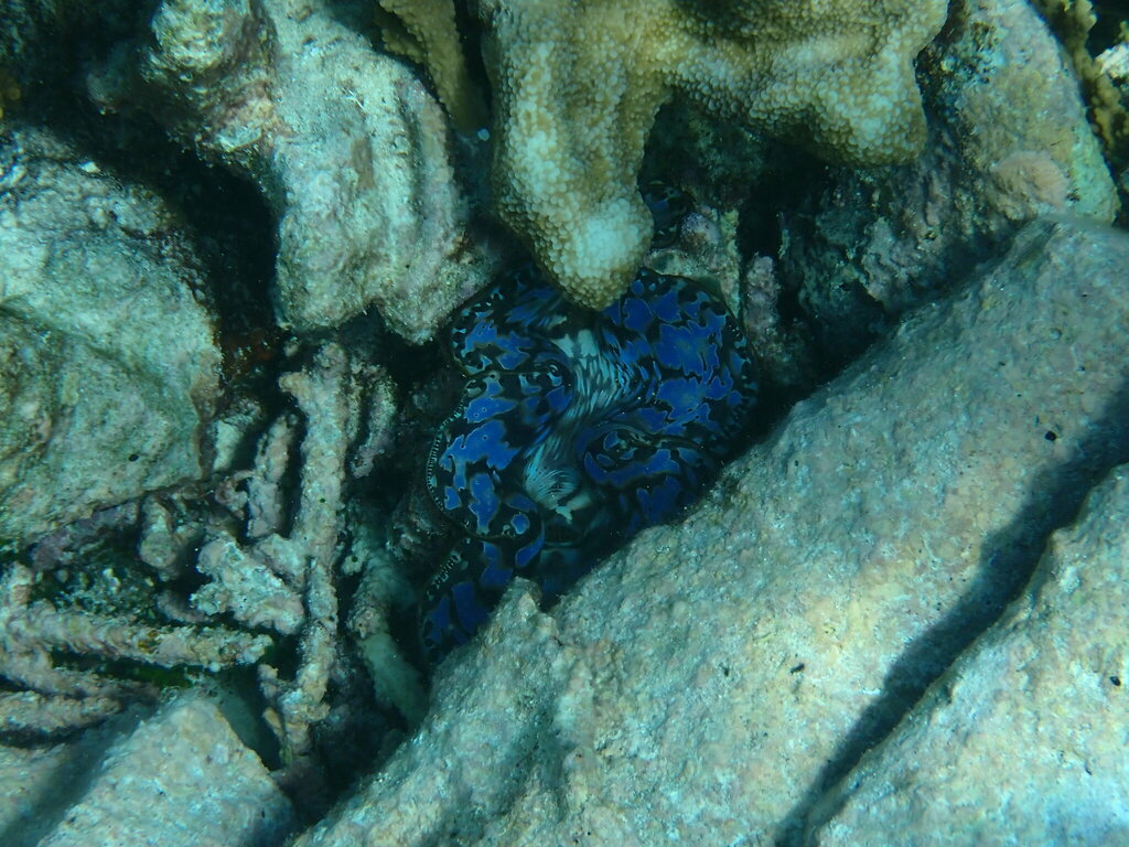 Boring Giant Clam (Tridacna crocea) - recorded at Barracuda Reef