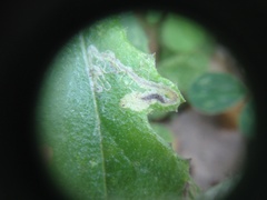 Stigmella ogygia
