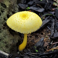 Leucocoprinus straminellus