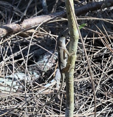 Anolis sagrei