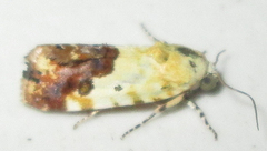 Acontia