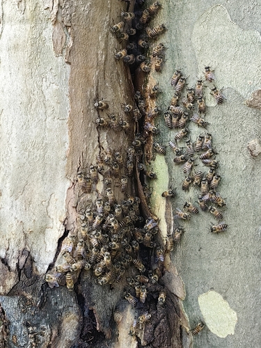 Asian Honey Bee, photo 2 of 10