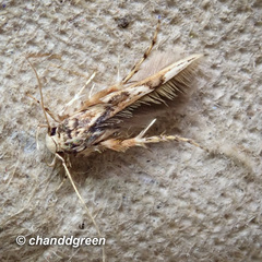 Stathmopoda stimulata