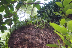 Pyrrosia adnascens