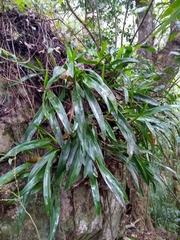 Maxillaria densa