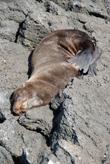 Arctocephalus galapagoensis