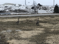 Branta canadensis