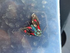Cyanopepla fulgens