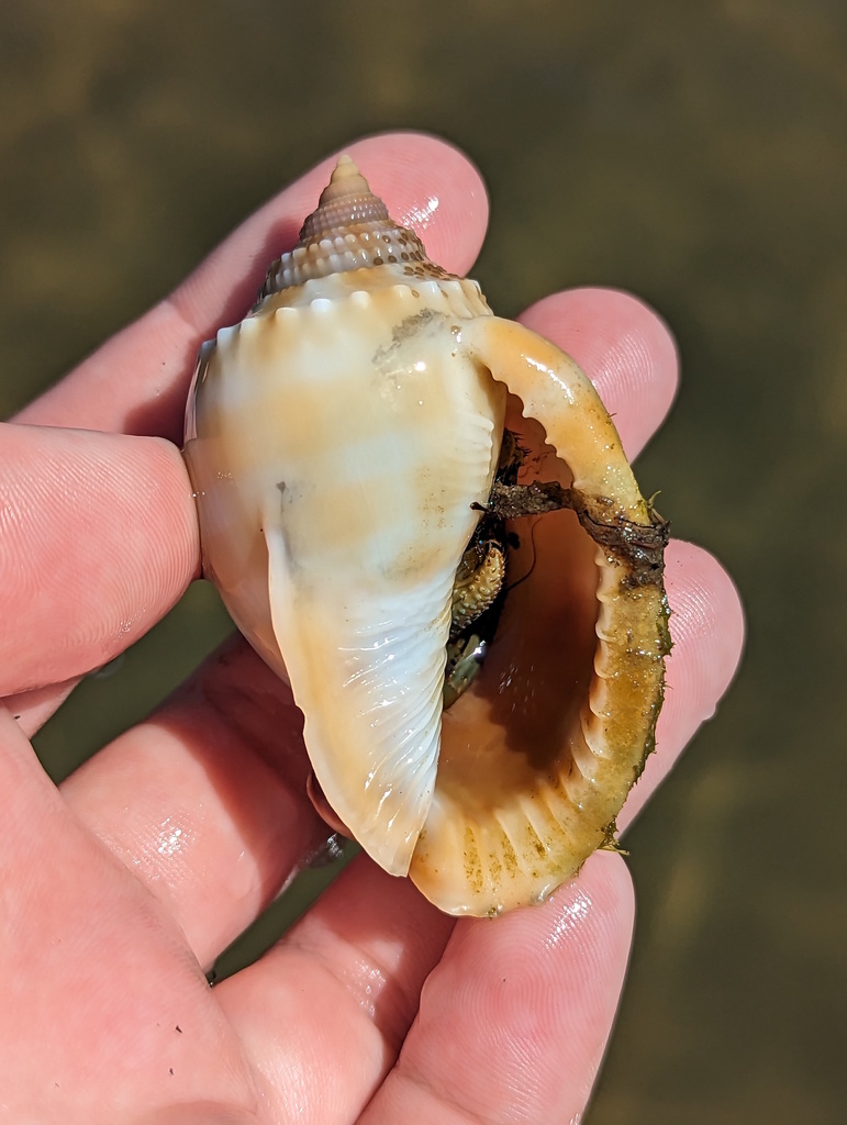 Banded Bonnet Snail from Coquette Point QLD 4860, Australia on October ...