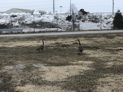 Branta canadensis